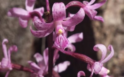 Hyacinth Orchids  – Spotted, Rosy and an unusual form