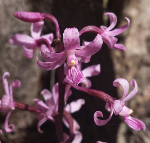 Hyacinth Orchids  – Spotted, Rosy and an unusual form