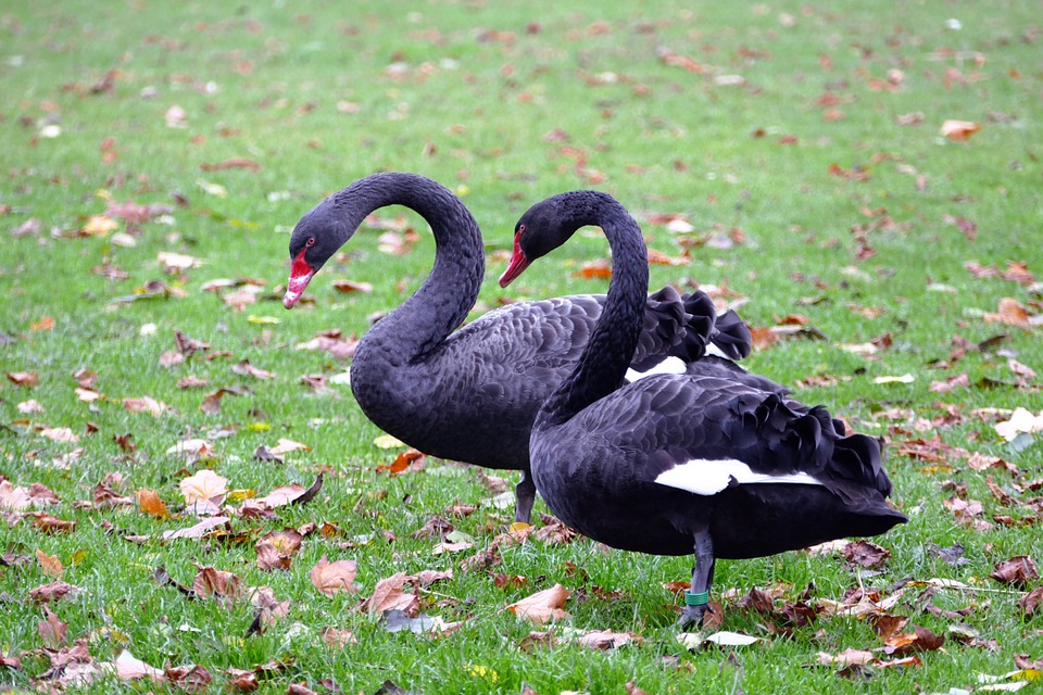 Mating swans at Lake Daylesford