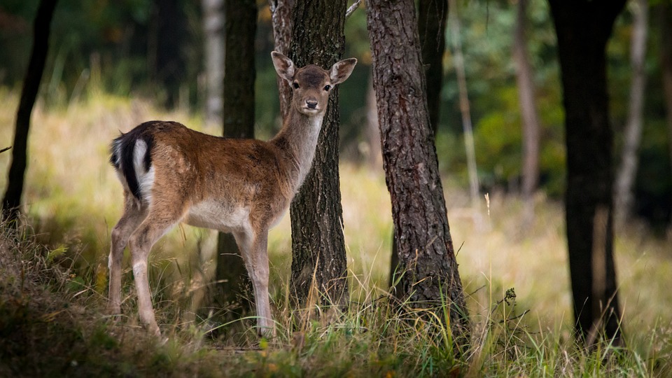 fallow-deer-female without spots