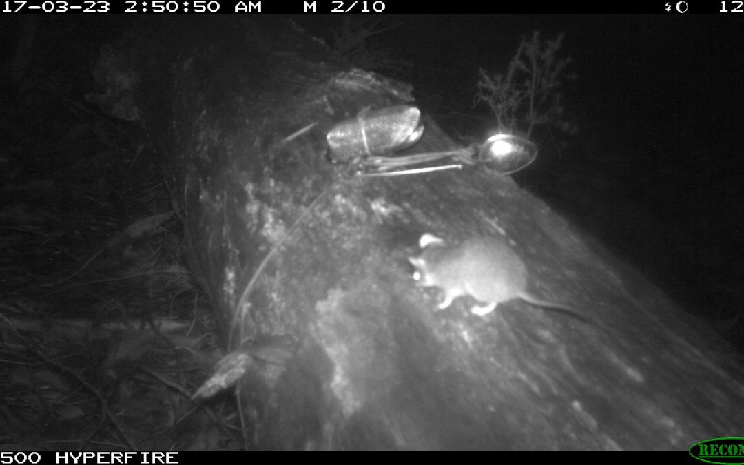 Pygmy possums caught on camera