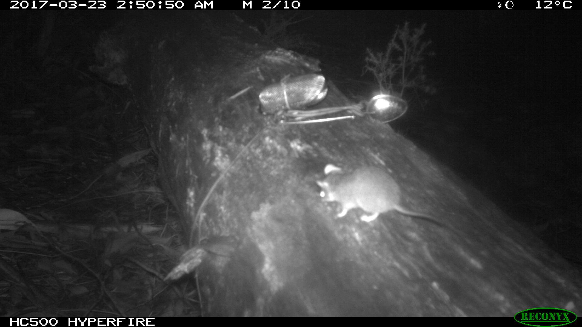 Pygmy possum caught on camera