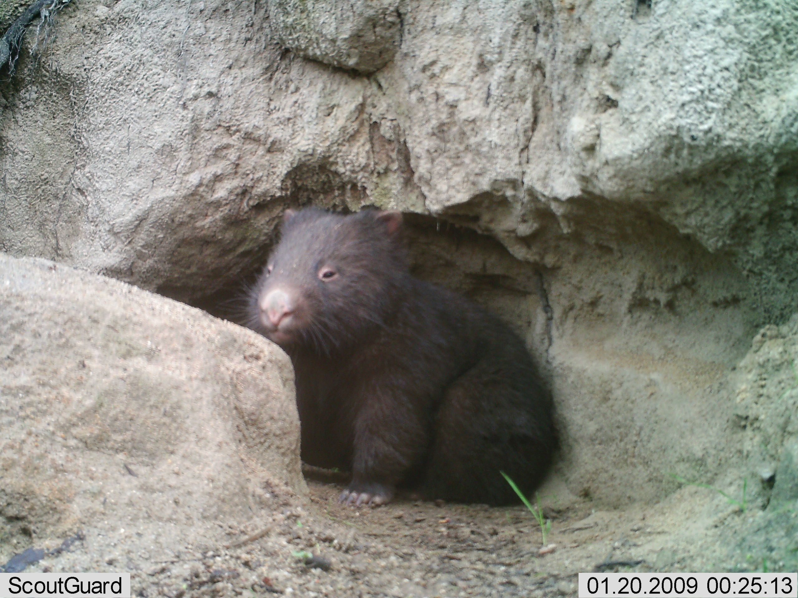 healthy wombat at burrow