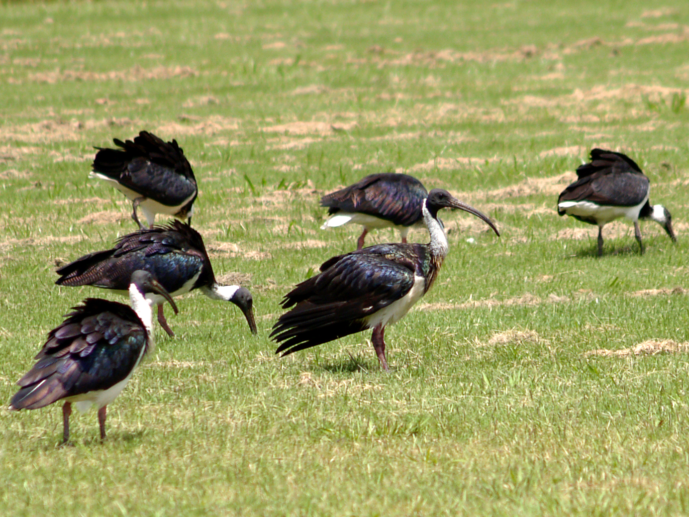 ibis flock