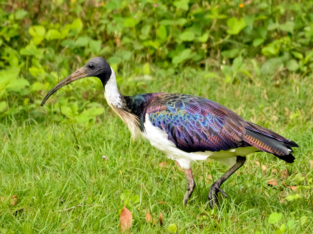 ibis pic