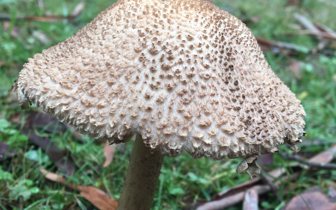 Fine fungi season underway
