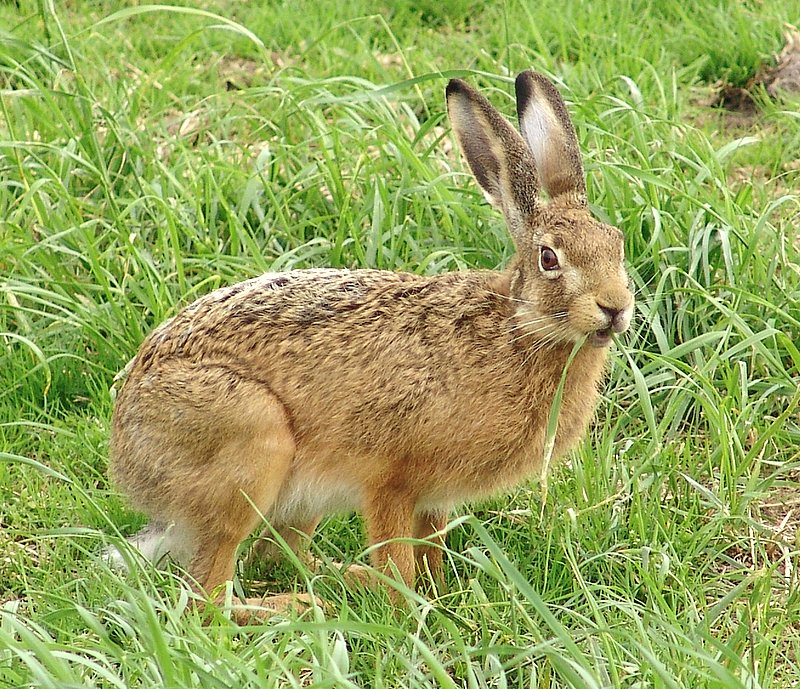 Brown hare wikimedia image
