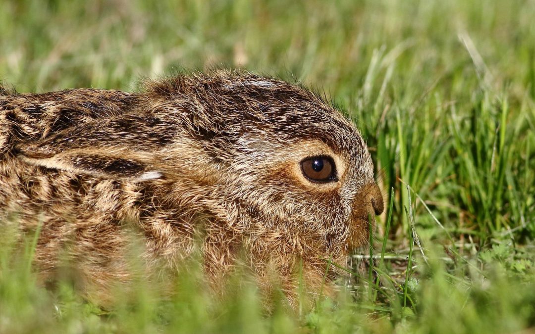 the brown hare: old big-bum, furze cat