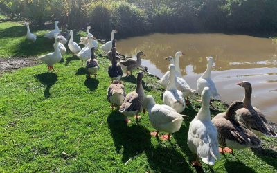 The geese saga of Lake Daylesford