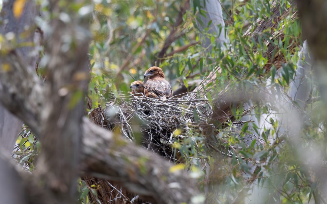Square-tailed Kites nest locally