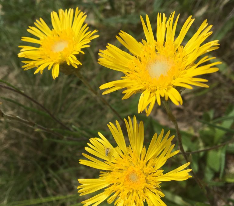 Our local stars: daisies