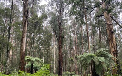 Looking for lyrebirds ethically in ‘rona times