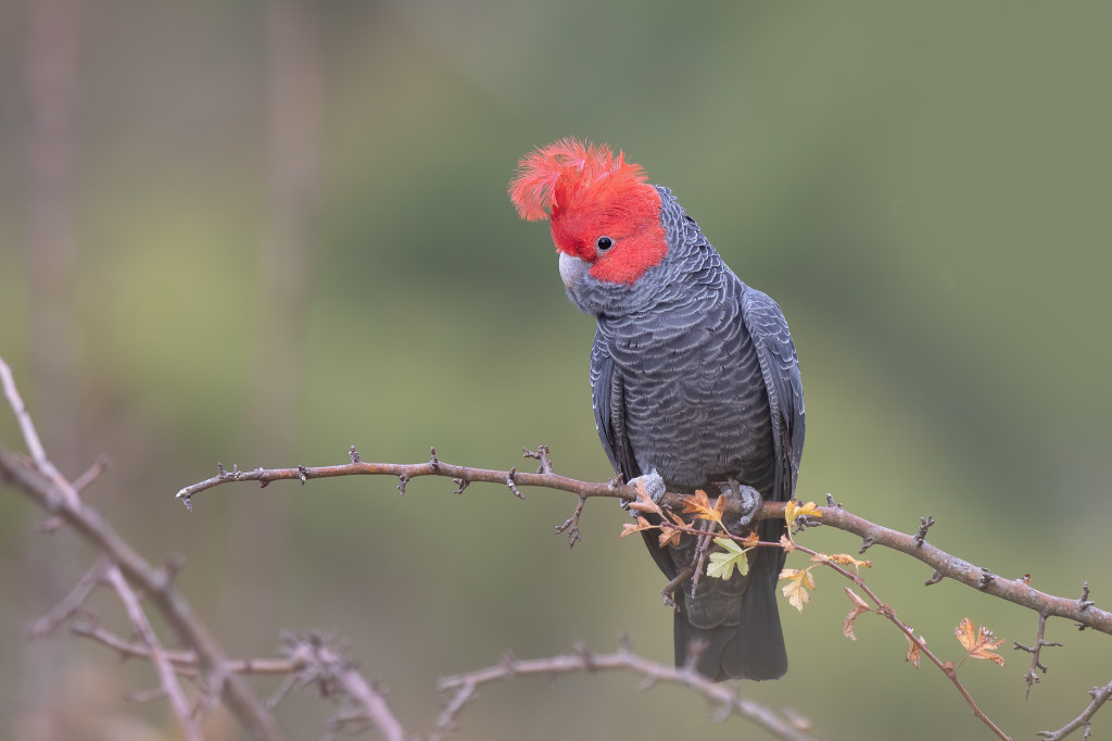 gang gang cockatoo chibi