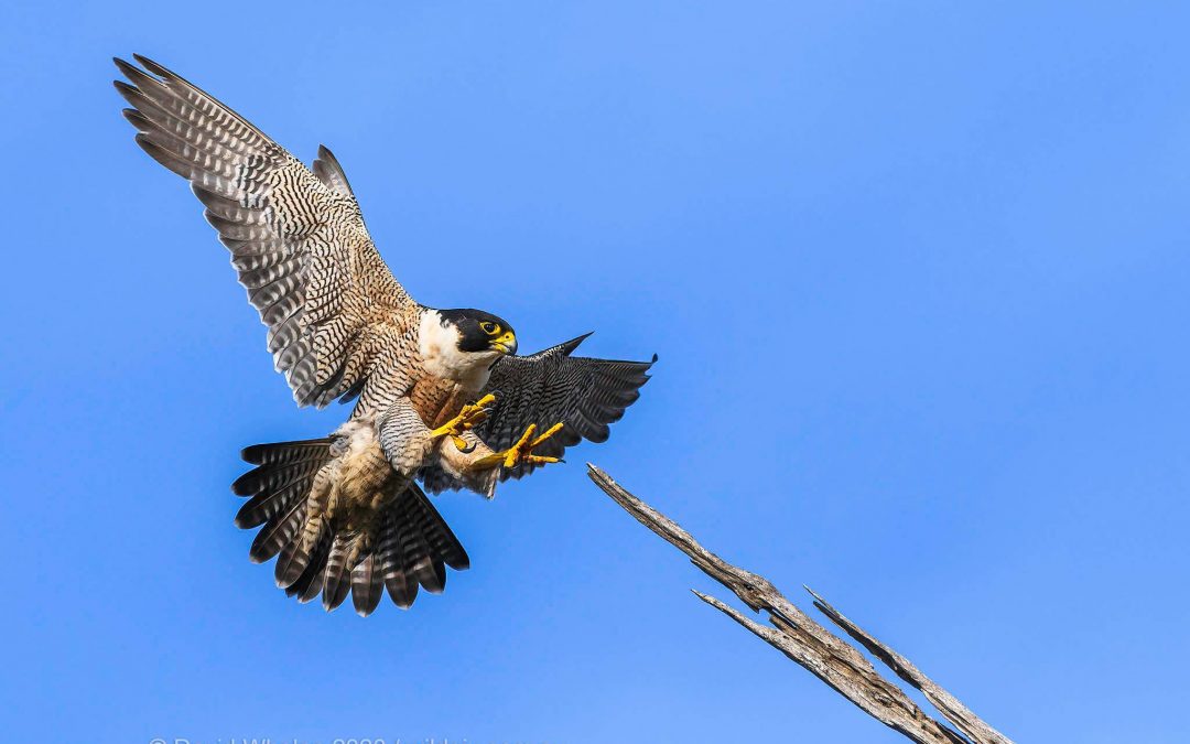 Peregrine Falcons – sky hunters