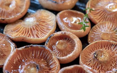 Wild Mushrooming: a guide for foragers book review