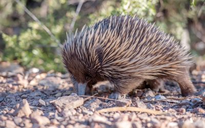 Echidnas – ecosystem engineers