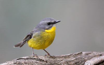 Eastern Yellow Robins are visiting