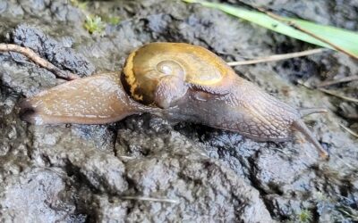 A Guide to the Land Snails of Australia