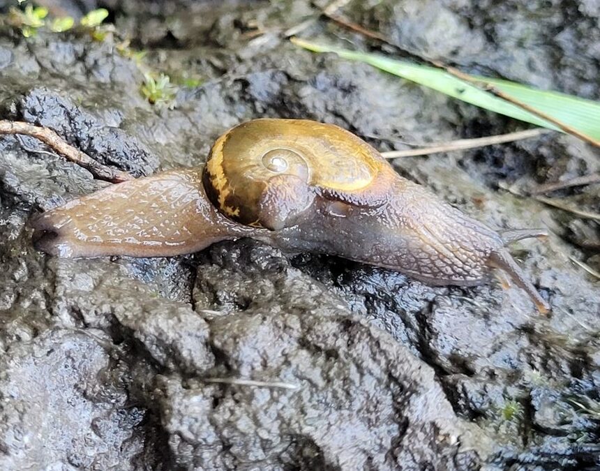 A Guide to the Land Snails of Australia