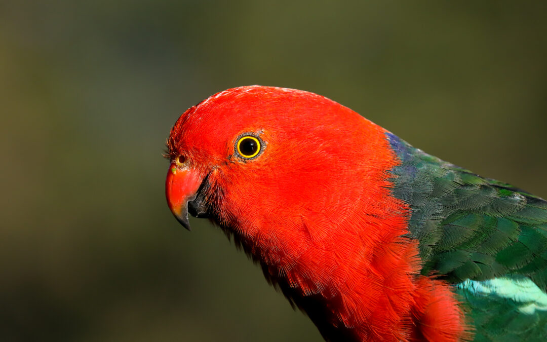 Australian King-parrots increasing locally