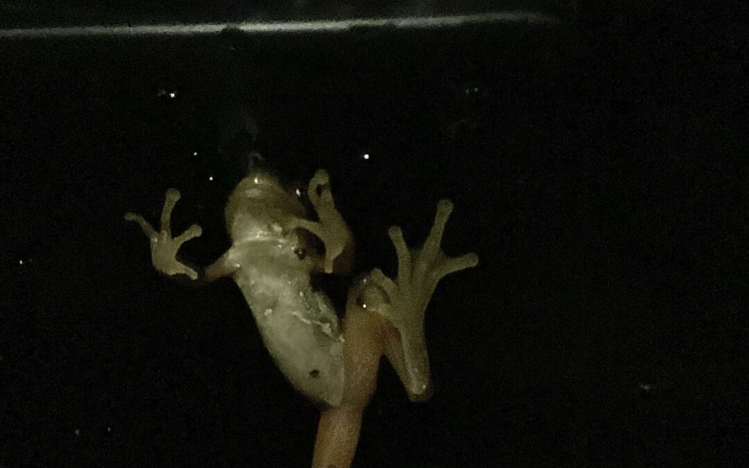Window frogs!