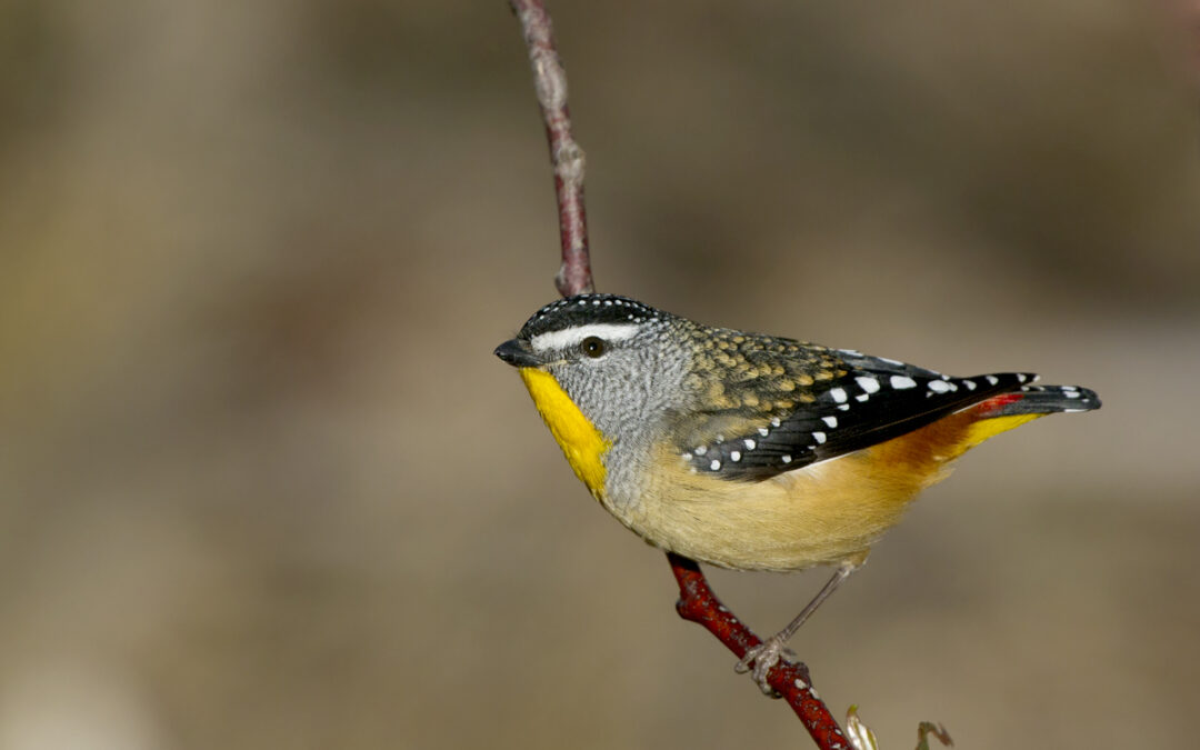 Spotting a Spotted Pardalote
